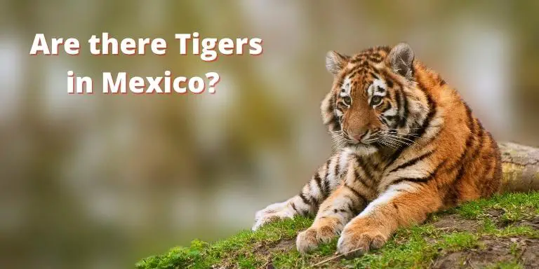 Are there Tigers in Mexico