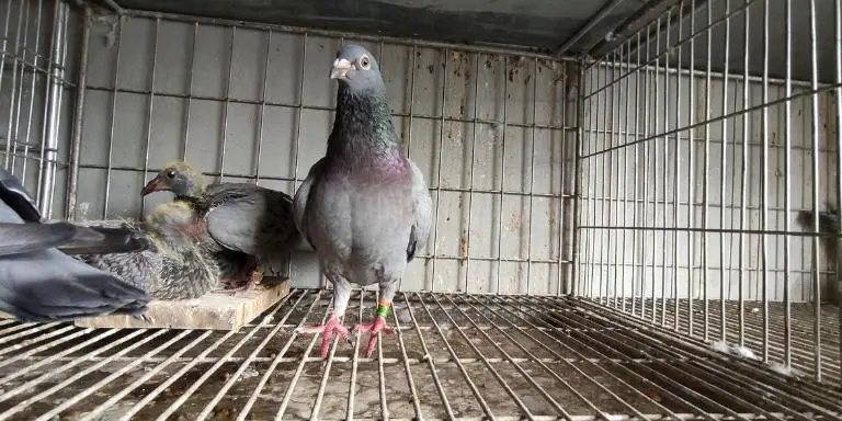 Baby-pigeons-with-parents