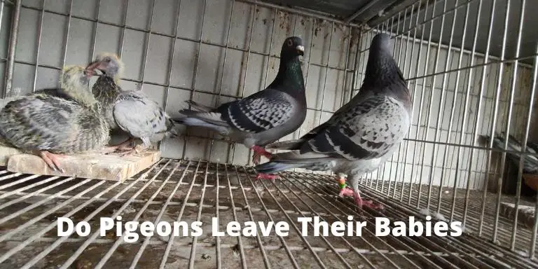 Do-Pigeons-Leave-Their-Babies