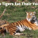 Do Tigers Eat Their Young