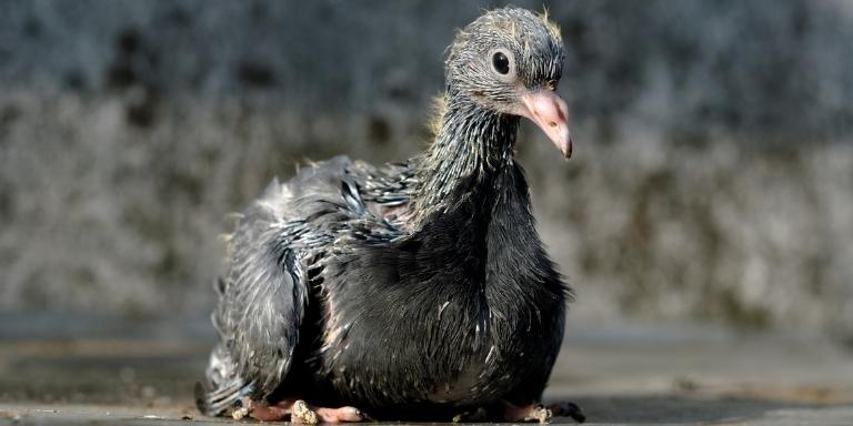 Fledgling-pigeon