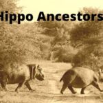 Hippo Ancestors