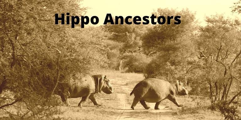 Hippo Ancestors