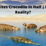 Hippo Bites Crocodile in Half