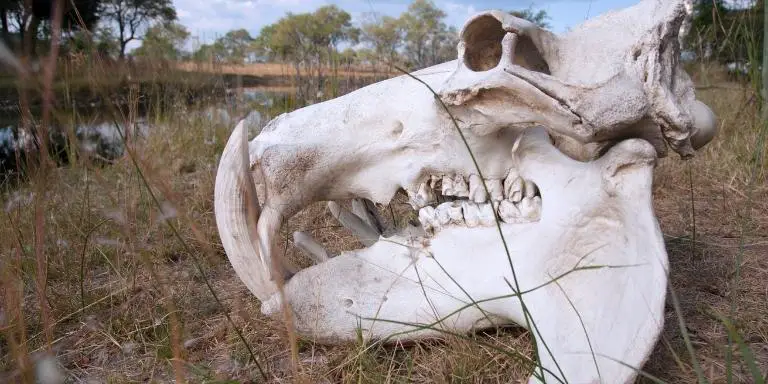 Hippo skull view