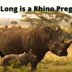 How Long is a Rhino Pregnant