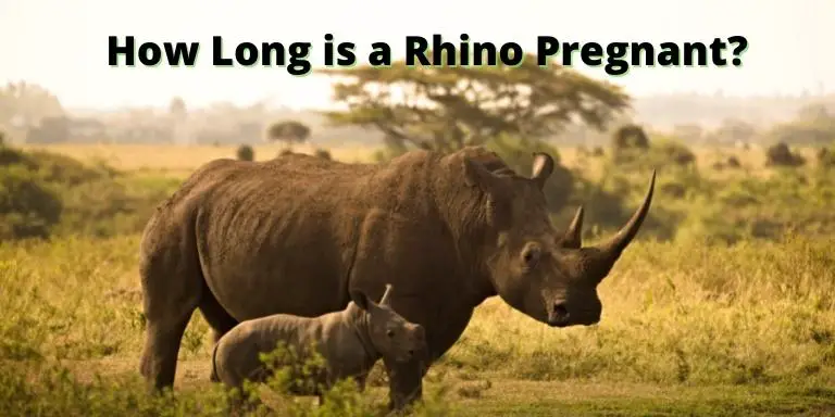 How Long is a Rhino Pregnant