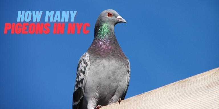 How-Many-Pigeons-in-NYC