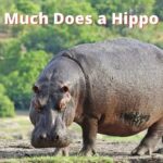 How Much Does a Hippo Cost