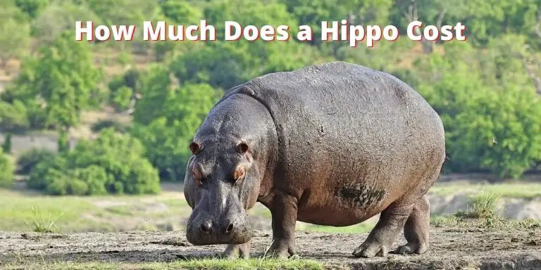 How Much Does a Hippo Cost