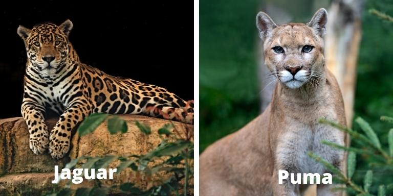 Mexican wild cats- jaguar and puma