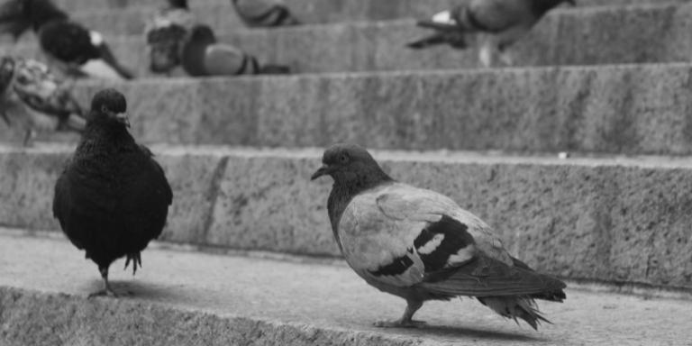 New-york-city-pigeons-on-the-steet