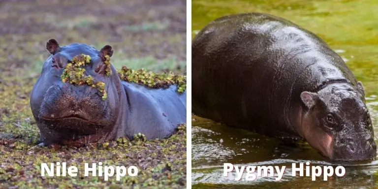 Nile hippo and pygmy hippo