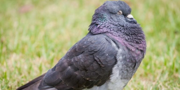 Pigeon-sleep-in-the-field