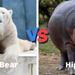 Polar bear vs hippo