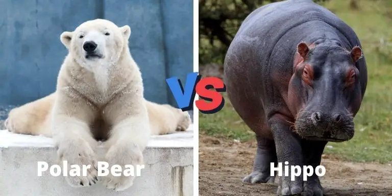 Polar bear vs hippo