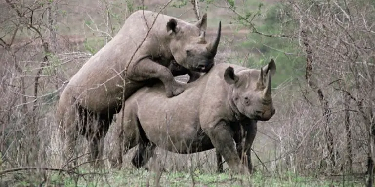 Two rhinoceroses mating