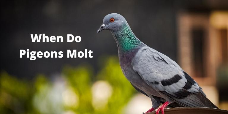When-Do-Pigeons-Molt