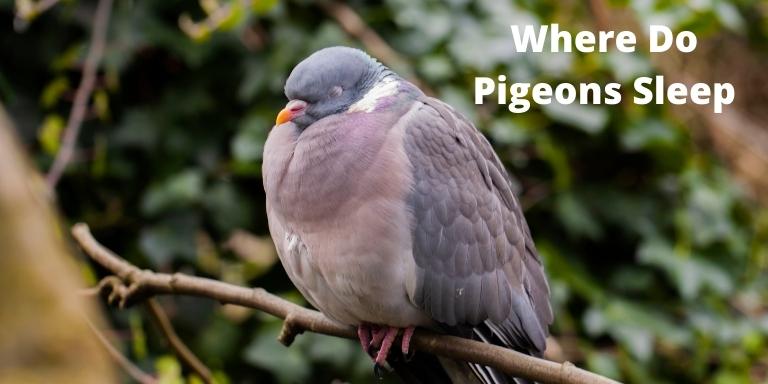 Where-Do-Pigeons-Sleep