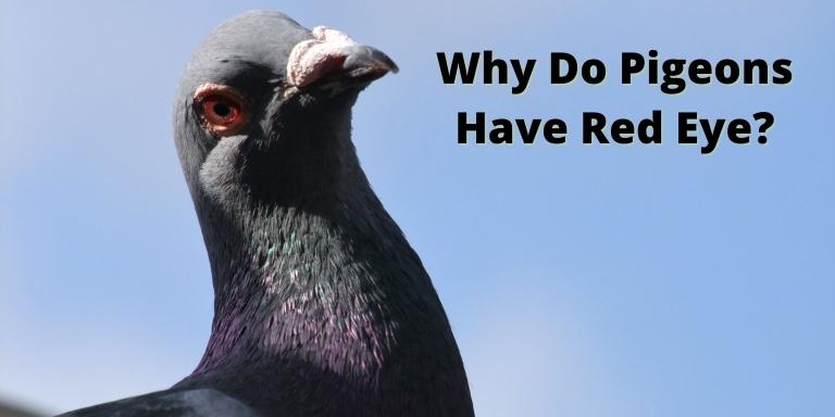 Why-Do-Pigeons-Have-Red-eye