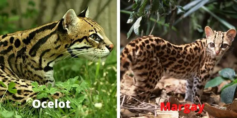 Wild cats of mexico- ocelot and margay