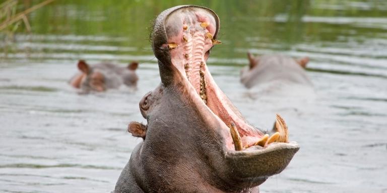 hippo yawning