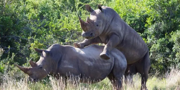 how do rhinos mate