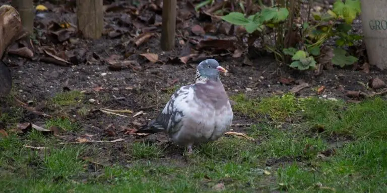 molting-pigeon