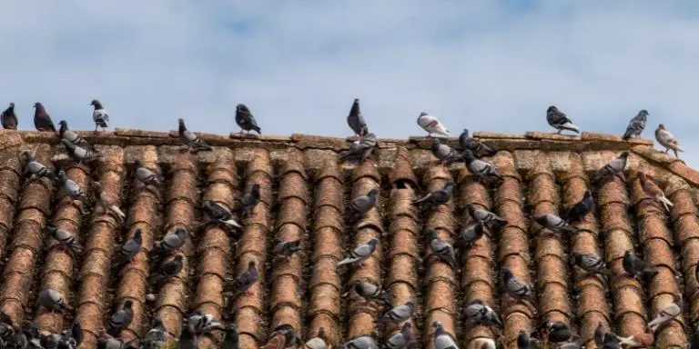 pigeon-on-rooftop