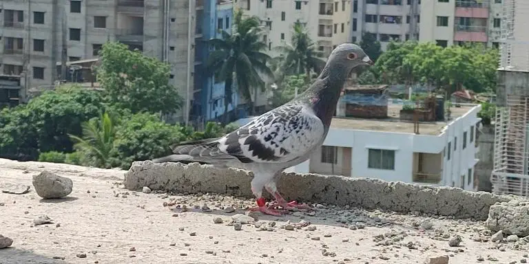 pigeons-have-excellent-visual-capabilities