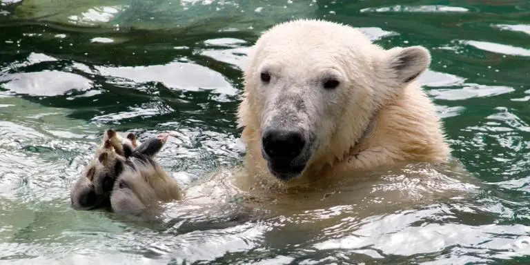 polar bear catches fish
