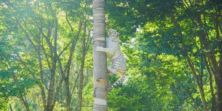 A White tiger is climbing a tree