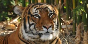 Do Tigers Live in The Jungle? Animalia Facts