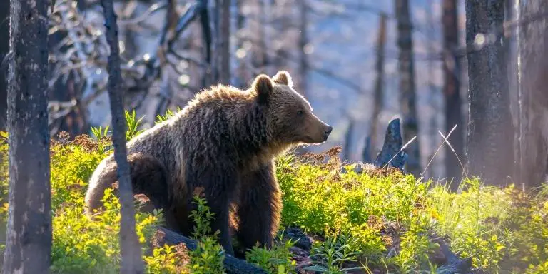 Brown bear