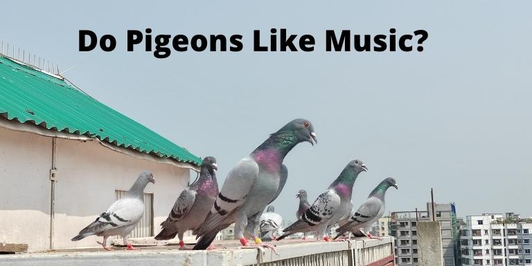 Do-Pigeons-Like-Music