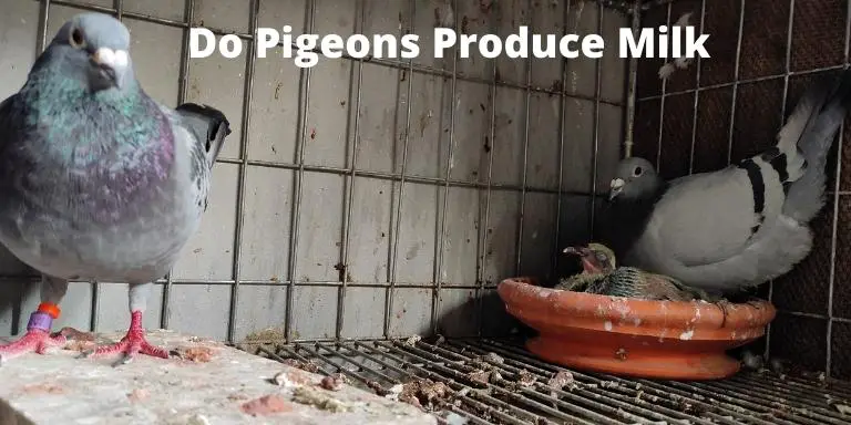 Do-Pigeons-Produce-Milk