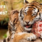 Do Tigers Eat Bones