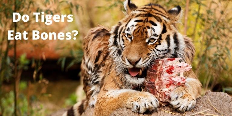 Do Tigers Eat Bones