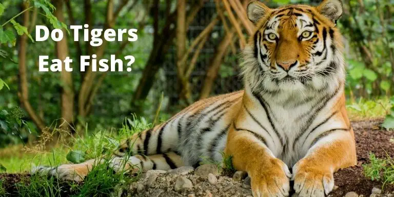 Do Tigers Eat Fish? How Do Tigers Catch Fish?