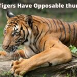 Do Tigers Have Opposable thumbs