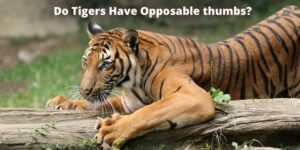 Do Tigers Have Opposable thumbs? Animalia Facts
