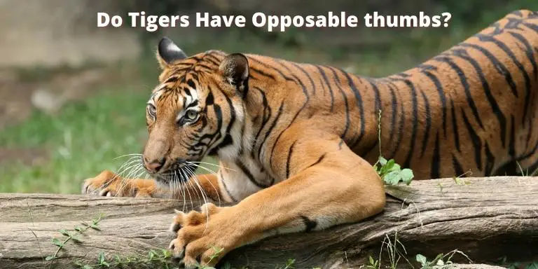 Do Tigers Have Opposable thumbs