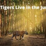 Do Tigers Live in the Jungle