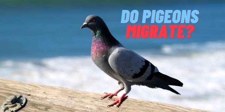 Do-pigeons-migrate