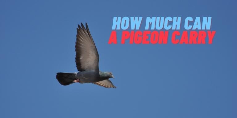 How-Much-Can-a-pigeon-carry