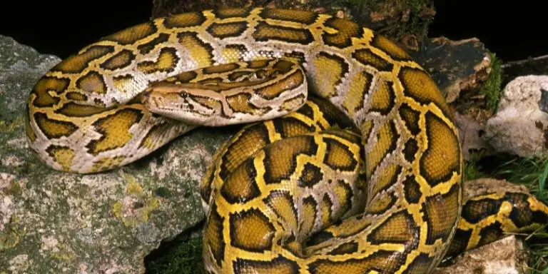 Indian python