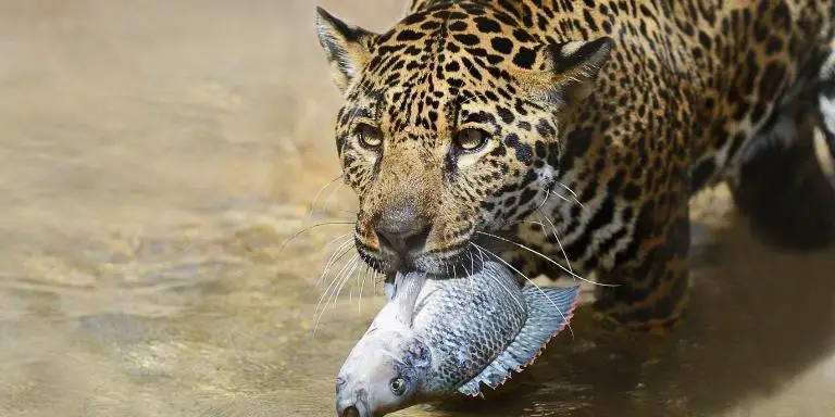 Jaguar is eating fish