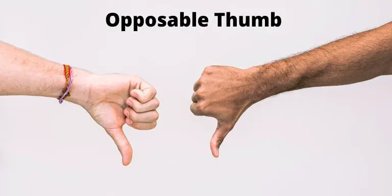 Opposable human hand