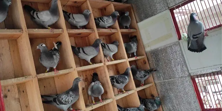 Our-pet-birds-do-like-music