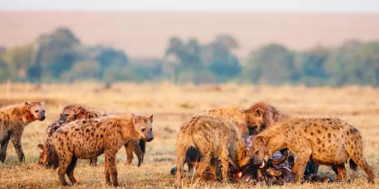 Pack of hyena